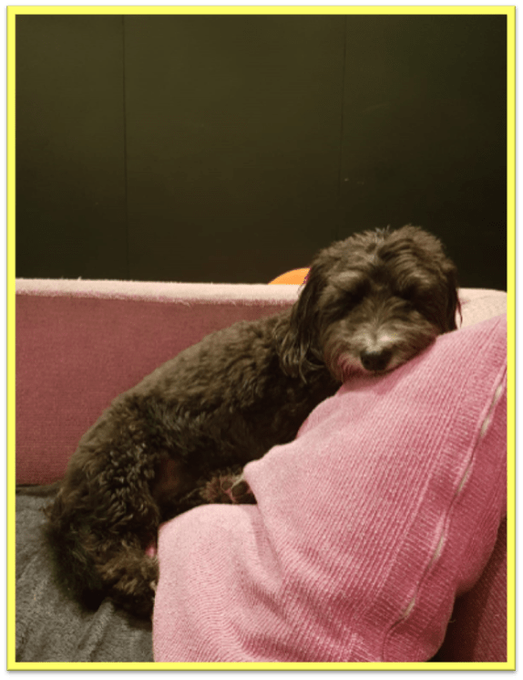 A photo of a a black dog, a shiatzu-poodle mix, sitting on a pink sofa, resting his chin on a pillow, looking into the camera. The background is a contrasting black colour.