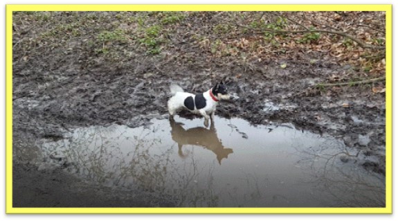 A photo of a black and white Jack Russell terrier with a red collar around its neck. Its standing in the middle of a puddle of mud on a meadow in Hampstead Heath, you can see its reflection in the puddle. 